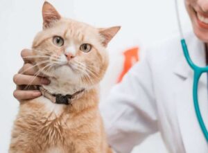A vet examines a cat