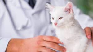 A white kitten with a vet