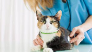 A woman inspects a calico cat