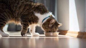 Pet Nutrition