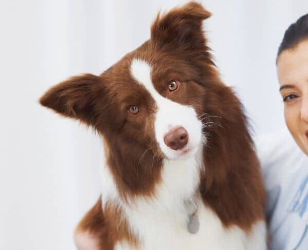 Pet Care