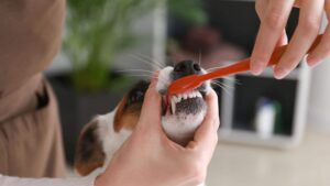 pet dental care
