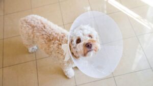 Pet surgery