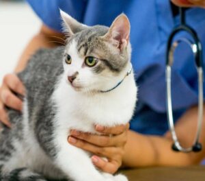 Woman in blue shirt holding a cat