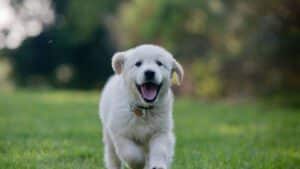 a dog in field
