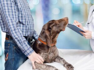pet exam
