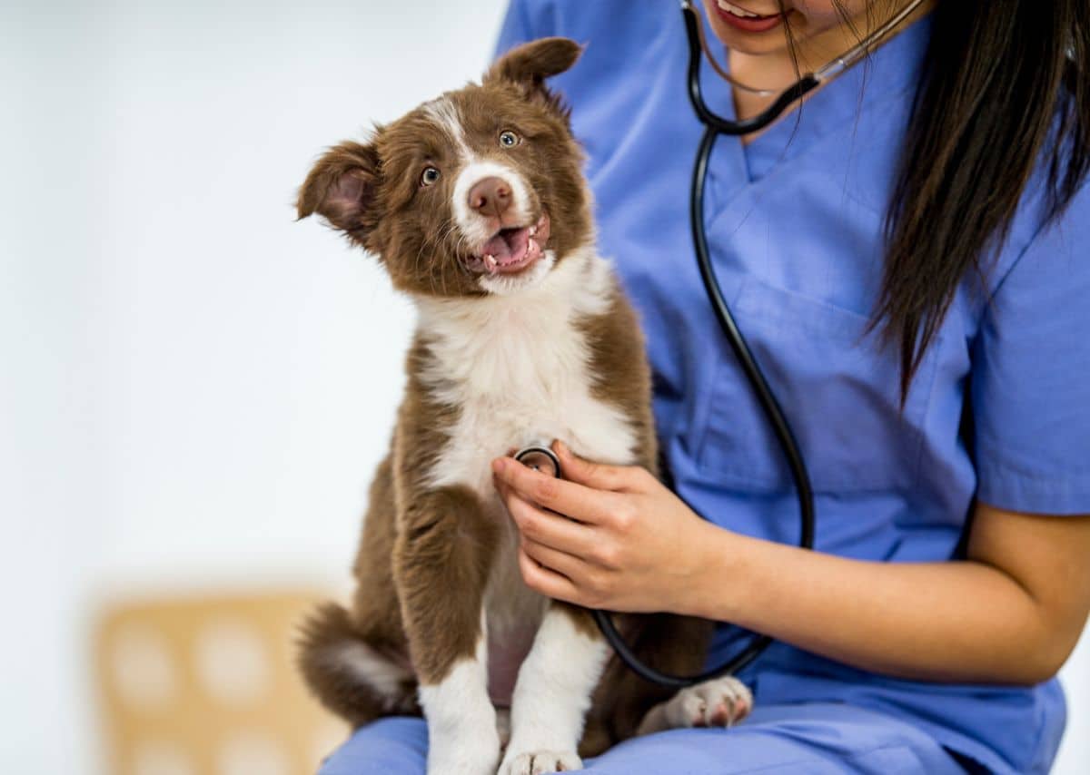 vet checking the pet