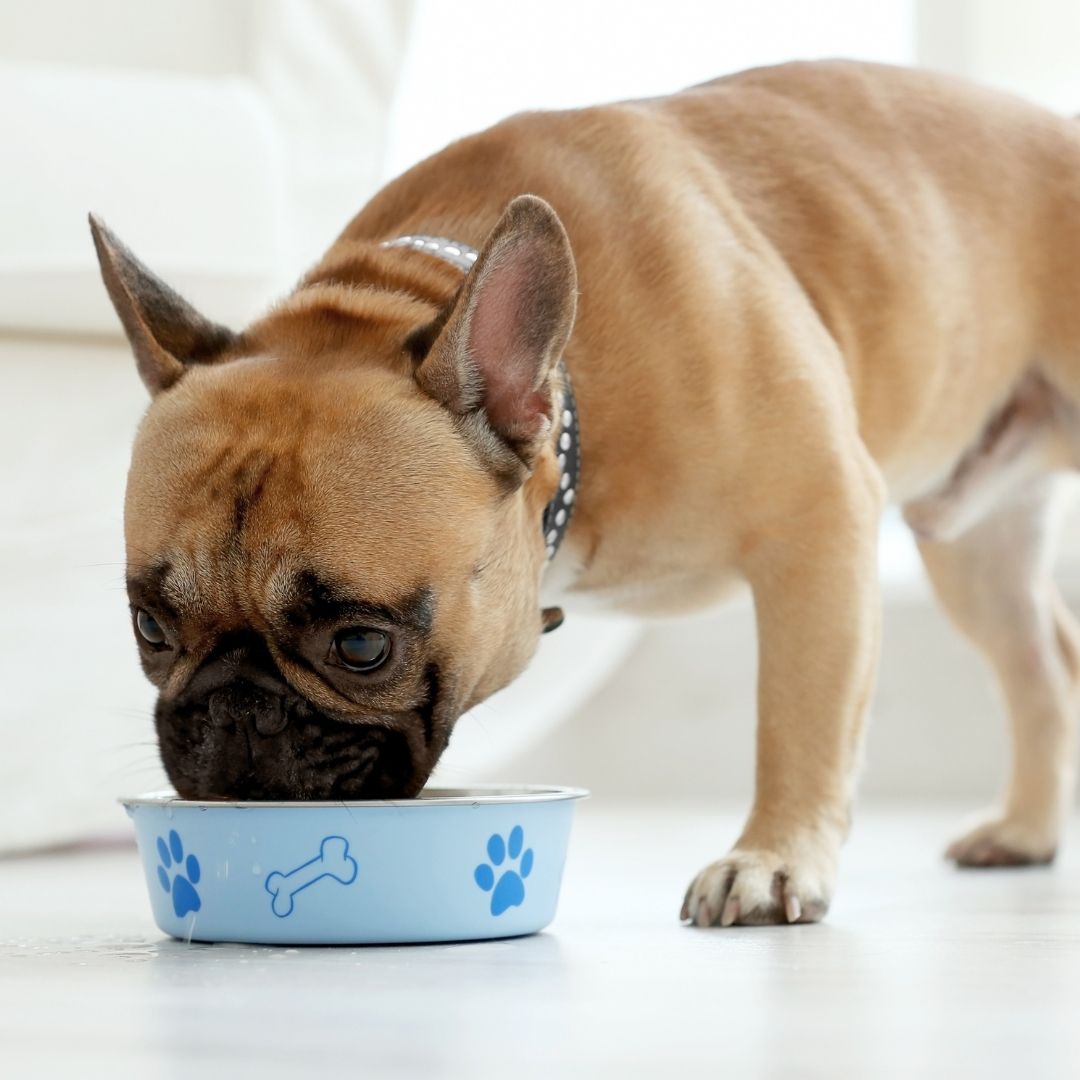 A dog enjoying its food from a bowl