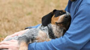 A dog is sleeping on its owner’s lap