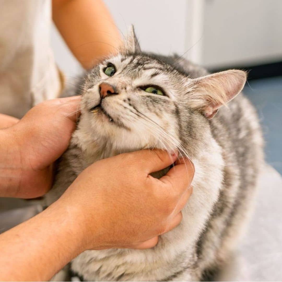 A person gently pets a cat on the neck
