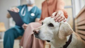 A vet conducts a health examination on a dog