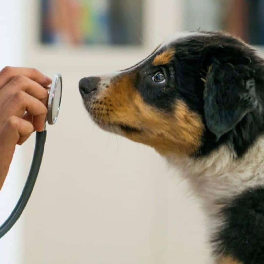 A veterinarian examines a dog using a stethoscope