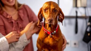 A woman gently pets a dog while sitting in a veterinary office