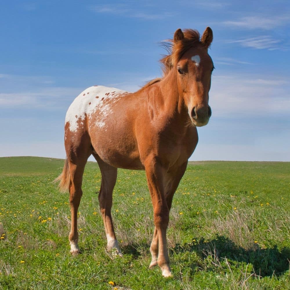 A Horse in a Field