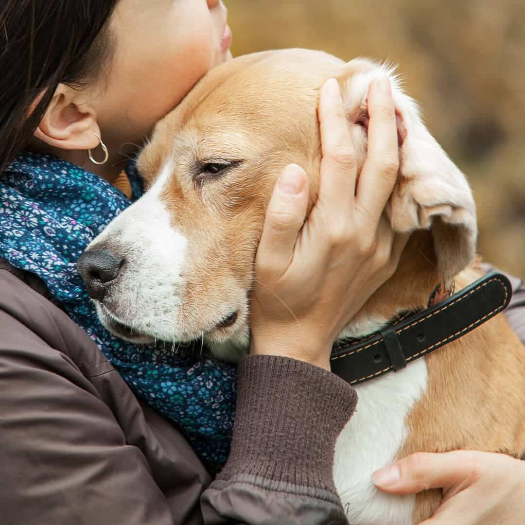 Pet end of life care