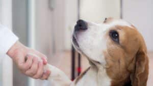 Pet critical care services